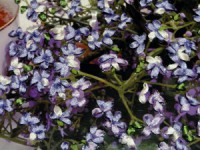 /album/fotogaljerjeja/dsc04041-jpg/